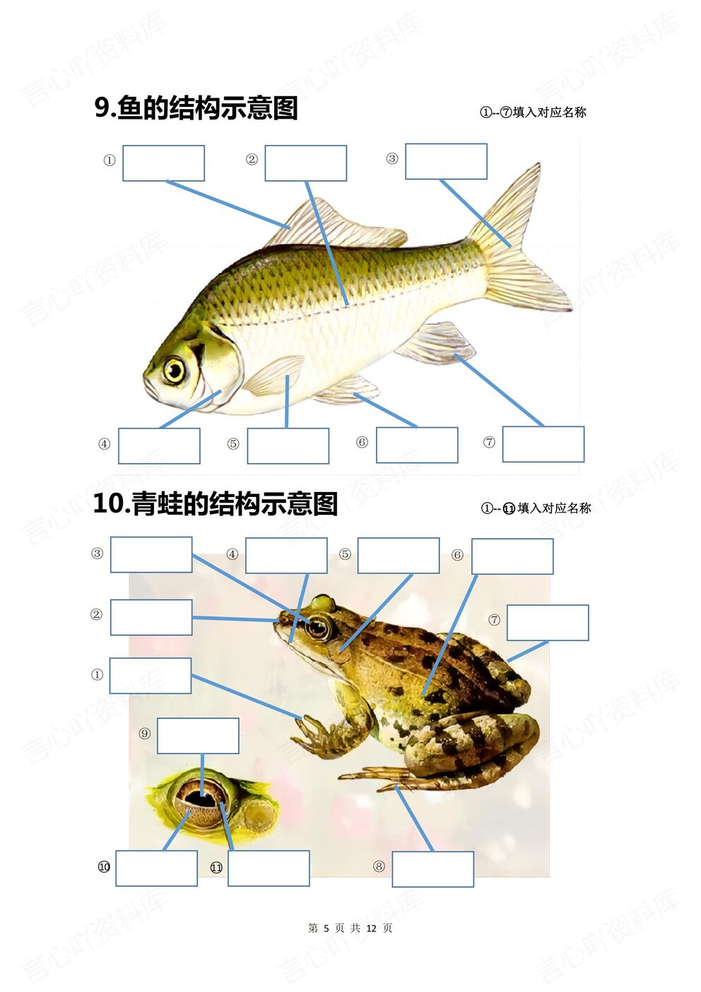 初中生物-八年级上人教版初二上册20个重点图例填空（全）插图初中生物4
